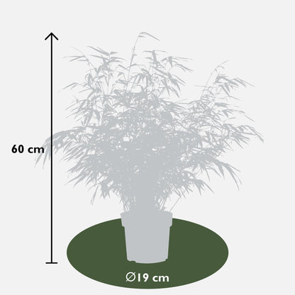 Buitenplant 2x Fargesia rufa - Bamboe - Pot Ø 19cm Hoogte ↕ 60cm