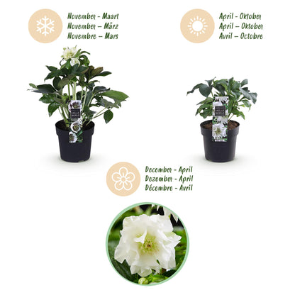 Buitenplant 2x Helleborus orientalis 'Double Ellen White' - Groenblijvend - Pot Ø 14cm Hoogte ↕ 35cm