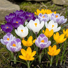 Buitenplant 30x Crocus Large Flowering Mix - Bloeiend - Bolmaat 7/8