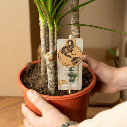 Kamerplant 2x Dracaena - Pot Ø 17cm Hoogte ↕ 90cm
