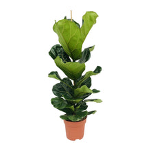 XL Kamerplant - Ficus Lyrata - Pot Ø 21cm Hoogte ↕ 100cm