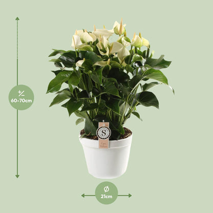 Kamerplant - Anthurium White Champion - Pot Ø 21cm Hoogte ↕ 65cm
