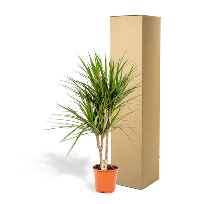 Kamerplant - Dracaena Marginata - Pot Ø 17cm Hoogte ↕ 90cm