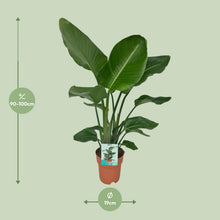 Kamerplant - Strelitzia Nicolai - Pot Ø 19cm Hoogte ↕ 90cm