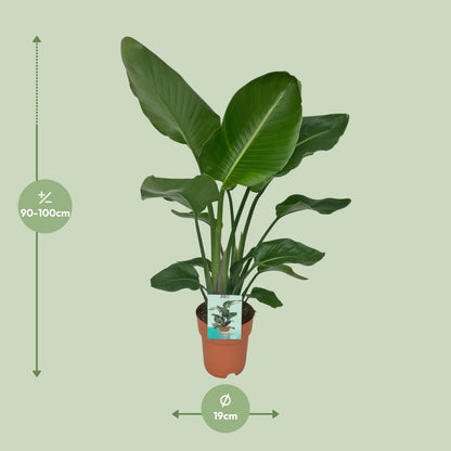 Kamerplant - Strelitzia Nicolai - Pot Ø 19cm Hoogte ↕ 90cm