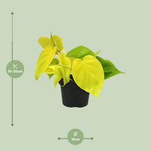 Kamerplant - Philodendron Lime - Luchtzuiverend - Pot Ø 12cm Hoogte ↕ 20cm