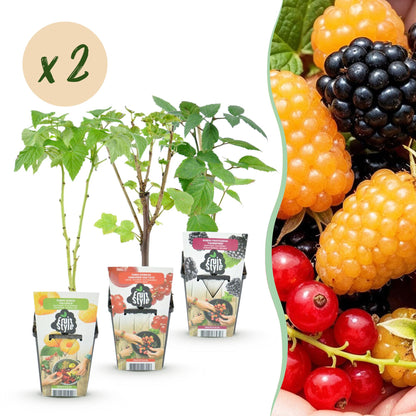 Buitenplant 6x Fruitplanten Tricolour - Rode Bes, Gele Framboos, Zwarte Braam - Winterhard - Pot Ø 9cm