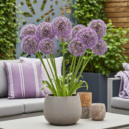 Buitenplant 15x Allium Christophii - Bloeiend - Bolmaat 10/2