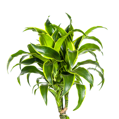 Kamerplant - Dracaena Deremensis Dorado - Pot Ø 24cm Hoogte ↕ 120-140cm
