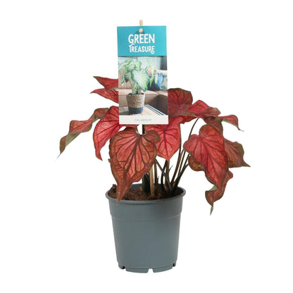 Kamerplant - Caladium Rood - Pot Ø 12cm Hoogte ↕ 25cm