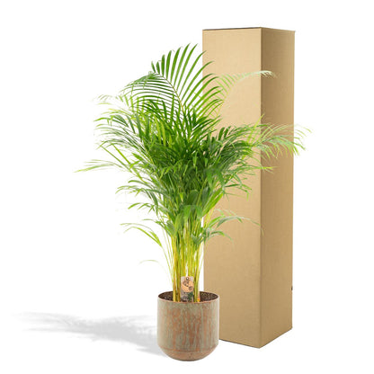 XL kamerplant - Areca Palm met pot - Pot Ø 24cm Hoogte ↕ 130cm