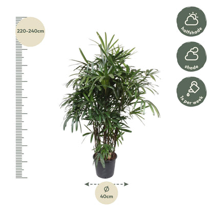 XL Kamerplant - Rhapis Excelsa - Pot Ø 34cm Hoogte ↕ 200cm