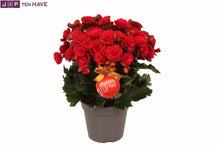 Buitenplant - Winterbegonia 'Grace' Rood - Bloeiend - Pot Ø 14cm Hoogte ↕ 35cm