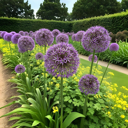 Buitenplant 15x Allium Christophii - Bloeiend - Bolmaat 10/2