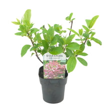 Buitenplant 3x Hydrangea panniculata 'Pink Diamond' - Bloeiend - Pot Ø 17cm Hoogte ↕ 50cm