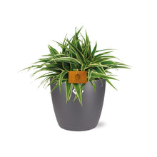 Kamerplant - Chlorophytum Ocean - Pot Ø 16cm Hoogte ↕ 15cm
