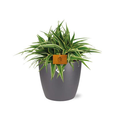 Kamerplant - Chlorophytum Ocean - Pot Ø 16cm Hoogte ↕ 15cm