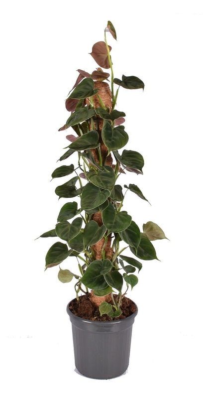 Kamerplant - Philodendron Lupinum Mosstok - Pot Ø 16cm Hoogte ↕ 75cm
