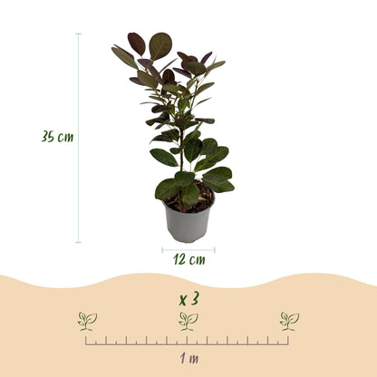 Buitenplant - Cotinus coggyria 'Royal Purple' - Bladverliezend - Pot Ø 12cm Hoogte ↕ 35cm