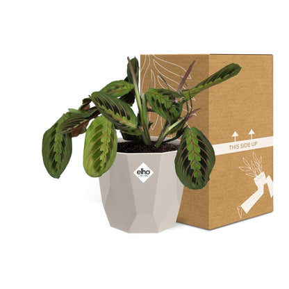 Kamerplant - Maranta Leuconeura 'Fascinator' Tricolor - Pot Ø 14cm