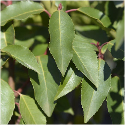 Buitenplant 6x Prunus lusitanica 'Angustifolia' - Winterhard - Haagplant 1 meter