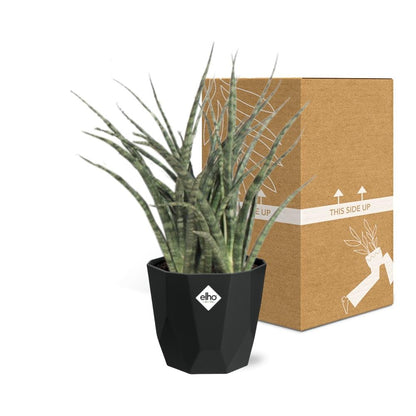 Kamerplant - Sansevieria Fernwood Punk - Luchtzuiverend - Inclusief sierpot - Pot Ø 14cm