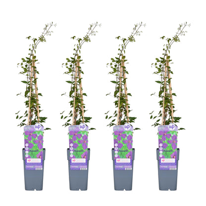 Buitenplant 4x Clematis Viticella 'Polish Spirit' - Bloeiend - Pot Ø 15cm Hoogte ↕ 65cm