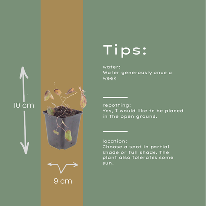 Buitenplant 24x Epimedium rubrum - Pot Ø 9cm Hoogte ↕ 10-25cm