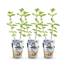Buitenplant 3x Lonicera caerulea Kamtschatica (Honingbes) - Winterhard - Pot Ø 9cm