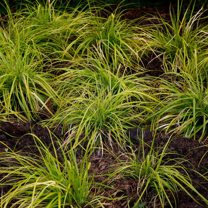 Buitenplant - Carex oshimensis Everillo - Winterhard - Pot Ø 17cm Hoogte ↕ 50cm