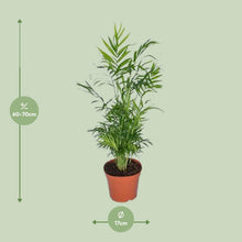 Kamerplant - Chamaedorea Elegans - Mexicaanse Bergpalm - Pot Ø 17cm Hoogte ↕ 55cm