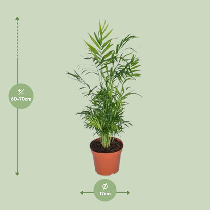 Kamerplant - Chamaedorea Elegans - Mexicaanse Bergpalm - Pot Ø 17cm Hoogte ↕ 55cm