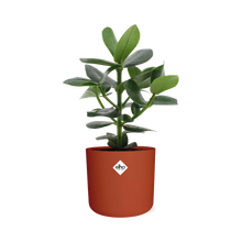 Kamerplant - Clusia Princess - Inclusief sierpot - Pot Ø 14cm