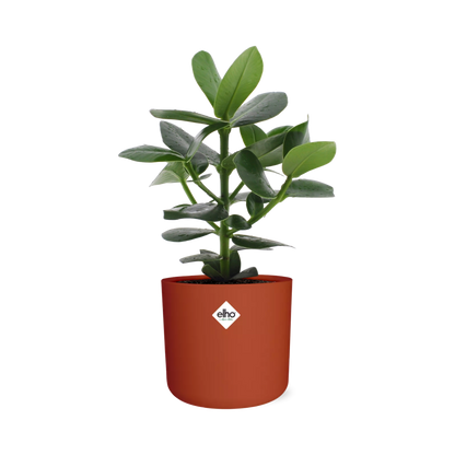 Kamerplant - Clusia Princess - Inclusief sierpot - Pot Ø 14cm