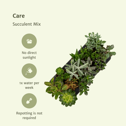 Kamerplant 6x Succulenten Mix - Pot Ø 10,5cm Hoogte ↕ 12cm