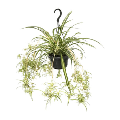 Kamerplant - Chlorophytum Comosum Variegatum - Pot Ø 14cm Hoogte ↕ 55cm