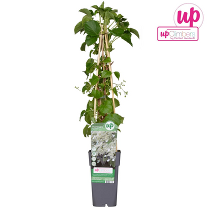 Buitenplant - Hydrangea petiolaris - Klimhortensia - Pot Ø 15cm Hoogte ↕ 65cm
