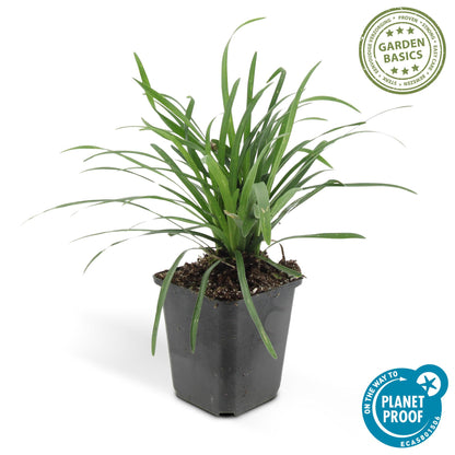 Buitenplant 48x Liriope muscari 'Big Blue' - Bloeiend - Pot Ø 9cm Hoogte ↕ 10-25cm