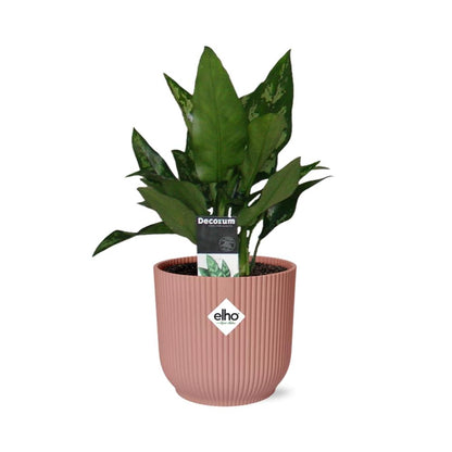 Kamerplant - Aglaonema Maria - Pot Ø 14cm