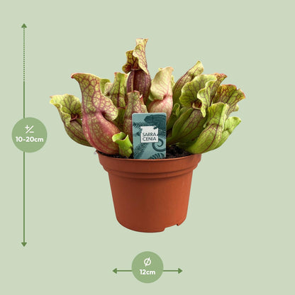 Buitenplant - Sarracenia Purpurea - Pot Ø 12cm Hoogte ↕ 20cm