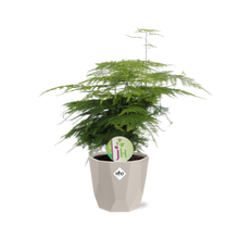 Kamerplant - Asparagus Plumosus - Pot Ø 14cm