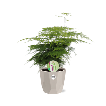 Kamerplant - Asparagus Plumosus - Pot Ø 14cm