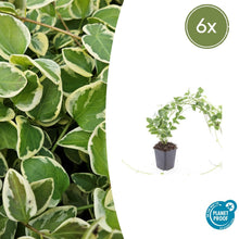 Buitenplant 6x Vinca major 'Variegata' - Pot Ø 9cm Hoogte ↕ 10-25cm