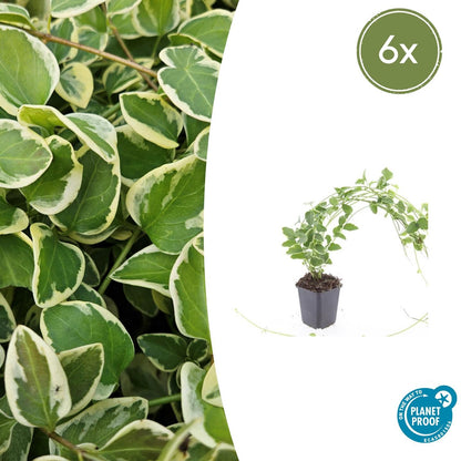 Buitenplant 6x Vinca major 'Variegata' - Pot Ø 9cm Hoogte ↕ 10-25cm