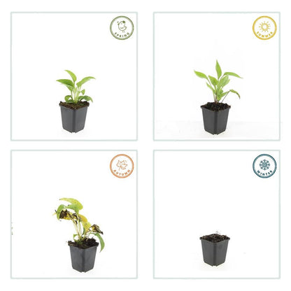 Buitenplant 24x Echinacea purpurea 'White Swan' - Bloeiend - Pot Ø 9cm Hoogte ↕ 10-25cm