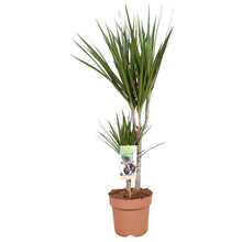 Kamerplant - Dracaena Marginata 30-15 - Pot Ø 17cm Hoogte ↕ 75cm