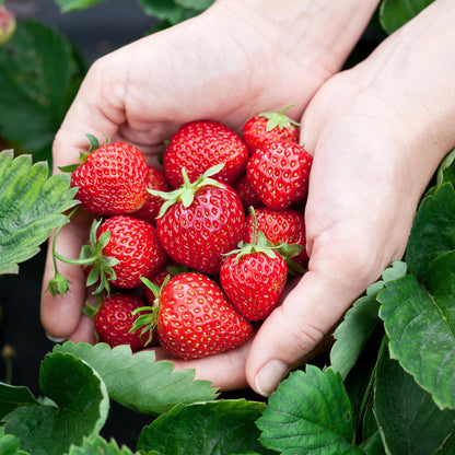 Buitenplant 3x Fragaria Elsanta - Winterhard - Pot Ø 9cm Hoogte ↕ 20cm