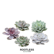 Kamerplant - ROOTLESS Echeveria Medium Mix GIY Box