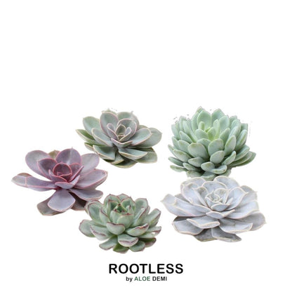 Kamerplant - ROOTLESS Echeveria Medium Mix GIY Box