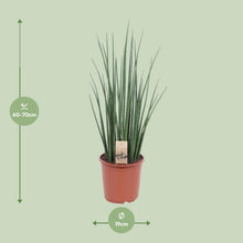 Kamerplant - Sansevieria Mikado - Pot Ø 19cm Hoogte ↕ 70cm